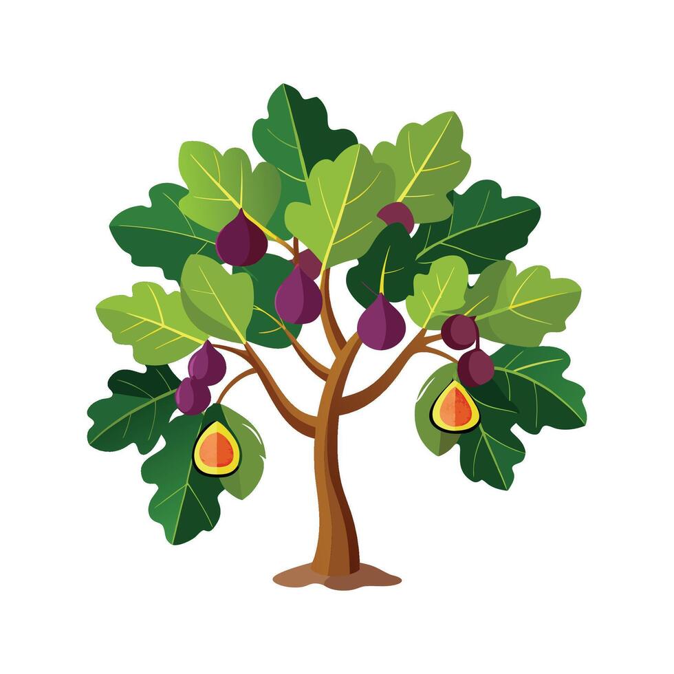Fruity Fig Tree Design vector