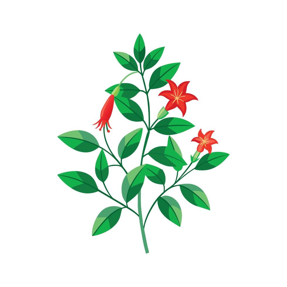 Stylish Firecracker Plant Illustration vector