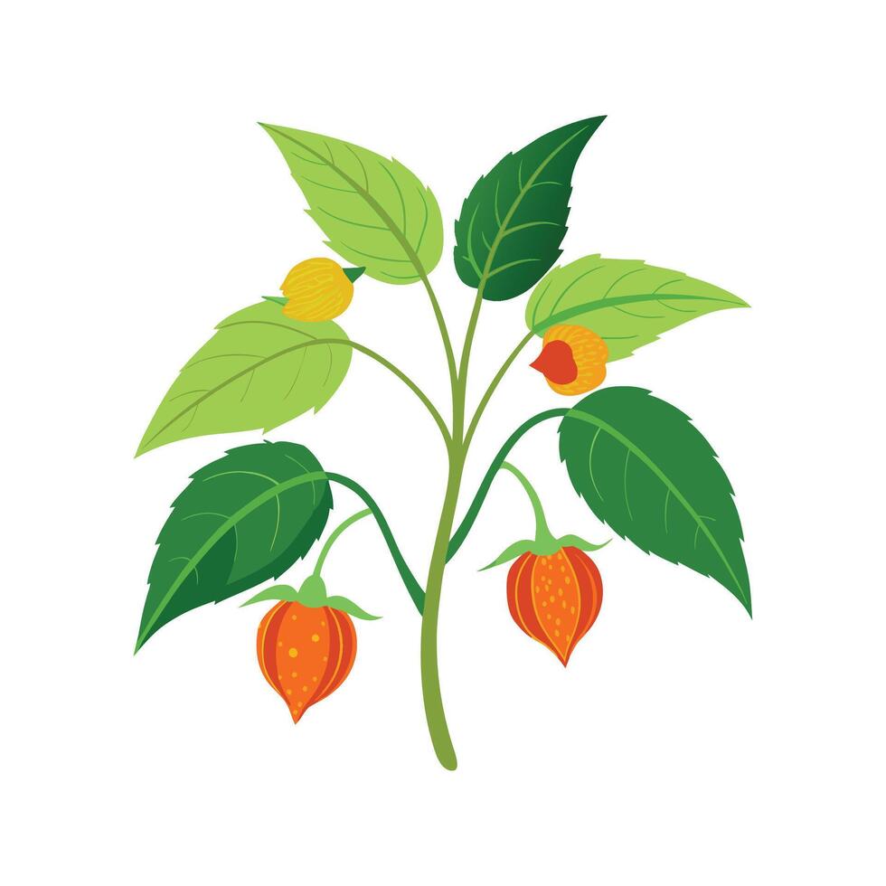 Vibrant Flowering Maple Plant vector