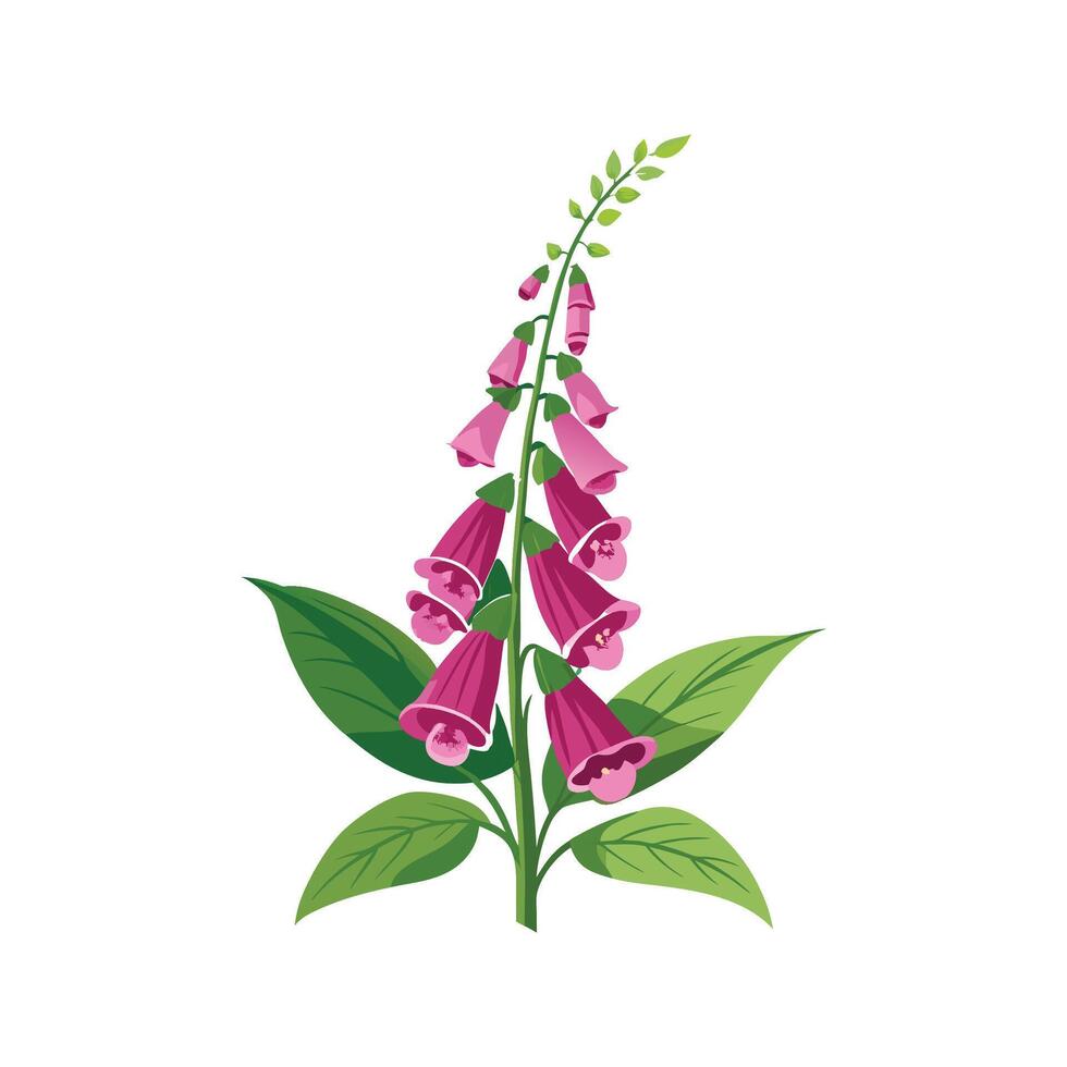 Elegant Foxglove Digitalis for Gardens vector