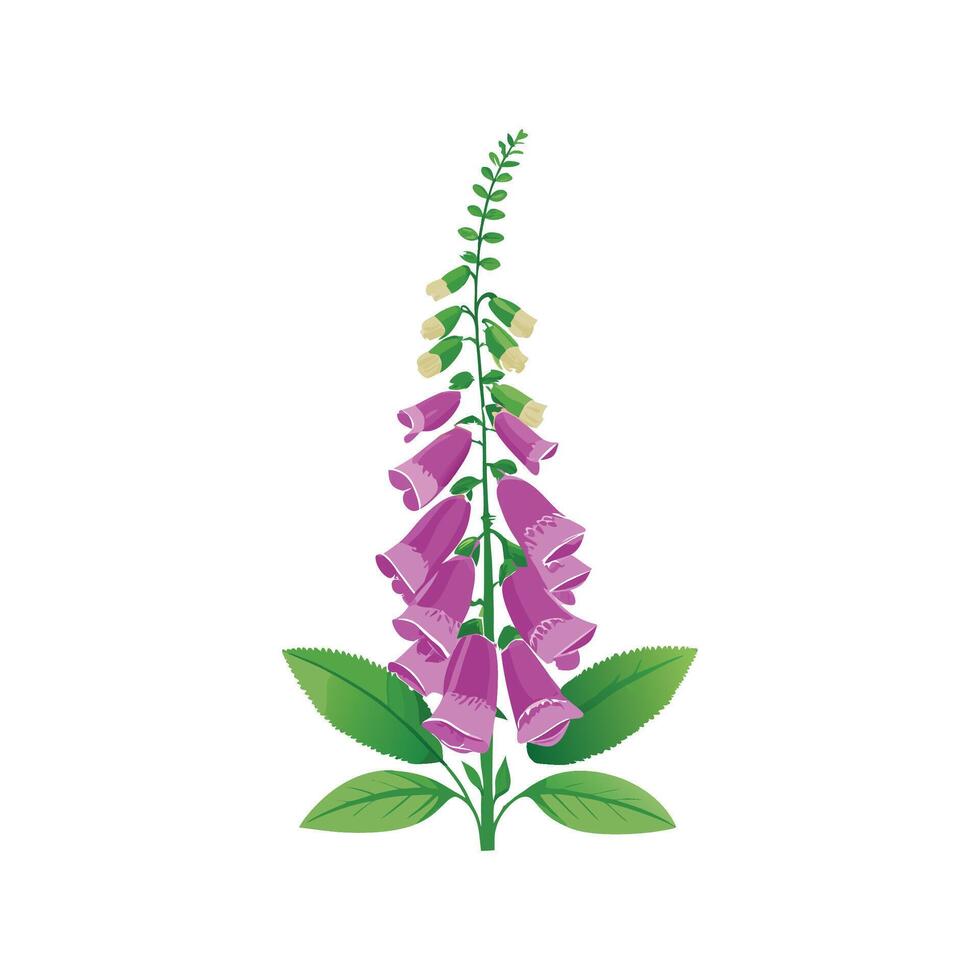 Vibrant Digitalis Foxglove Plant vector