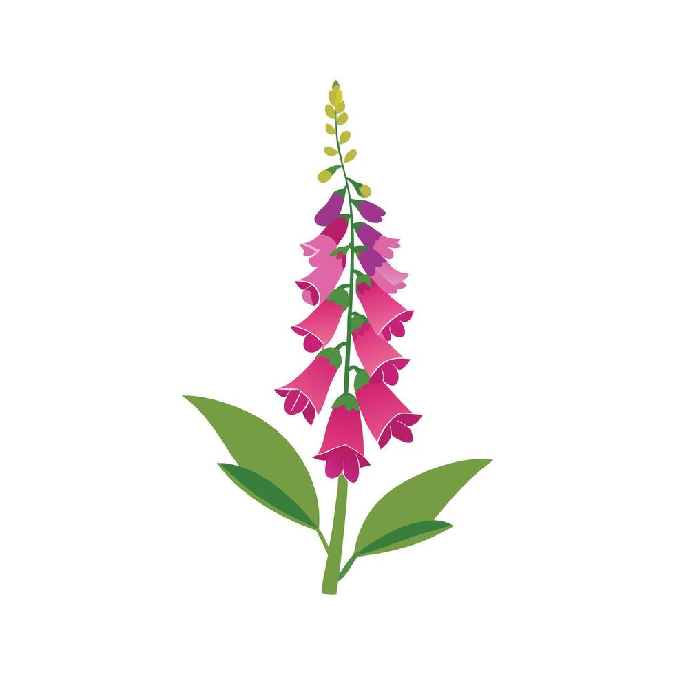 Elegant Foxglove Plant Illustration vector
