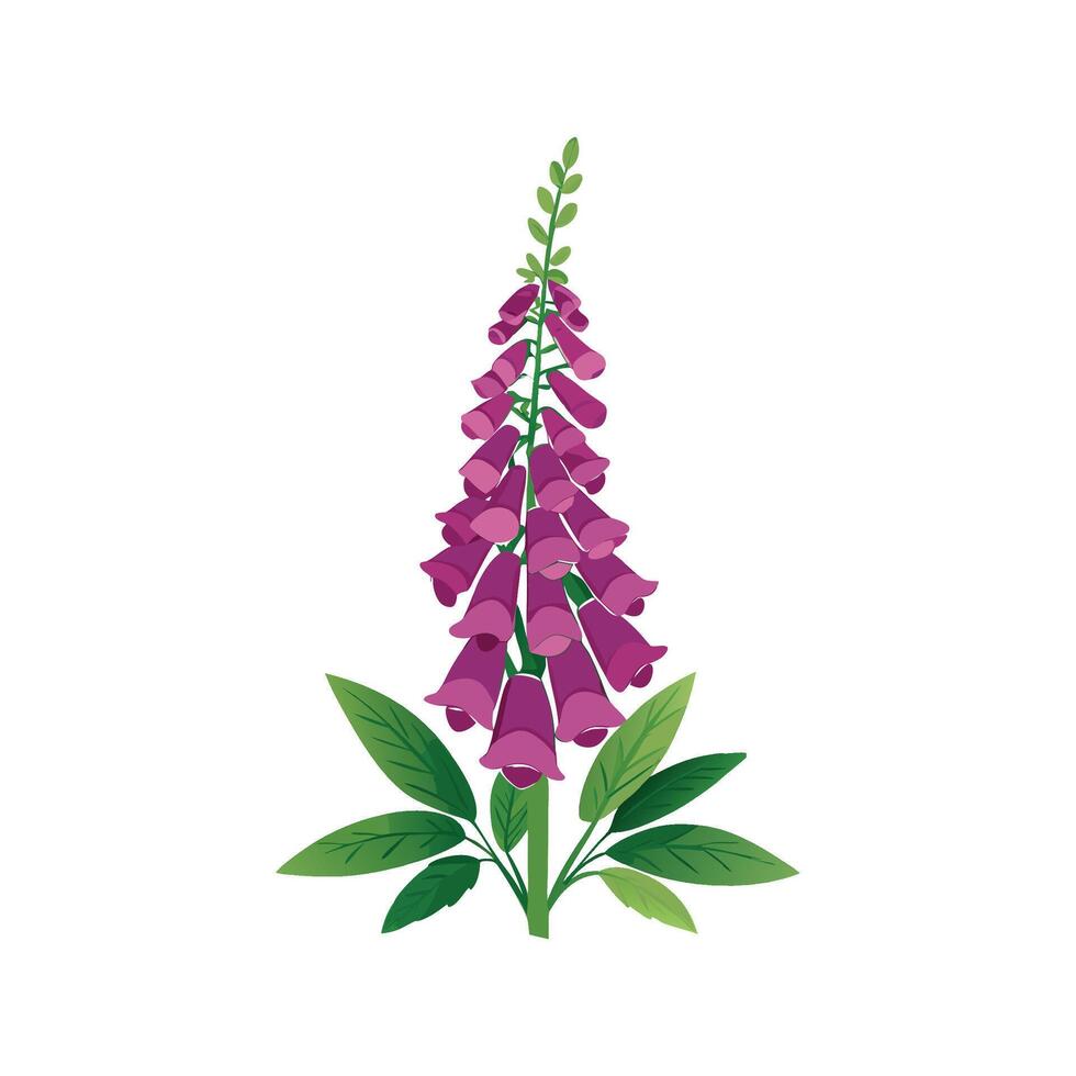 Stunning Digitalis Foxglove Design vector