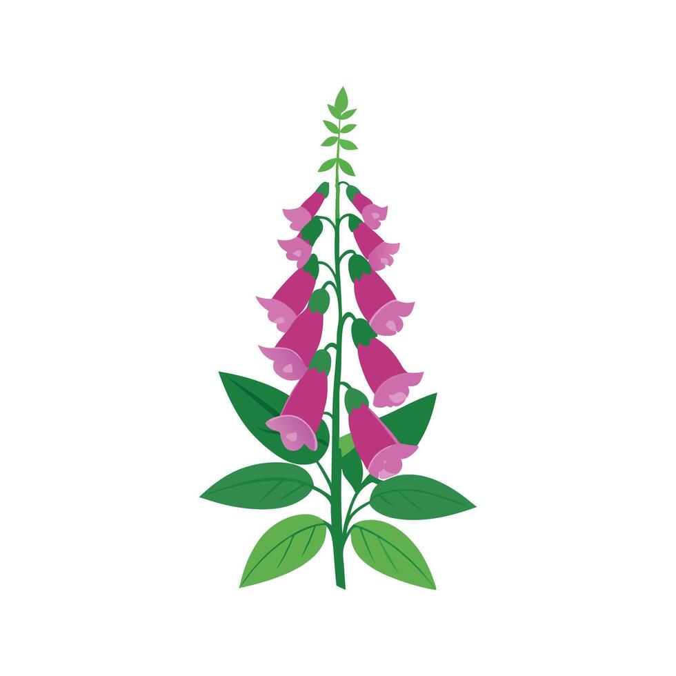 Vibrant Digitalis Foxglove Flower vector