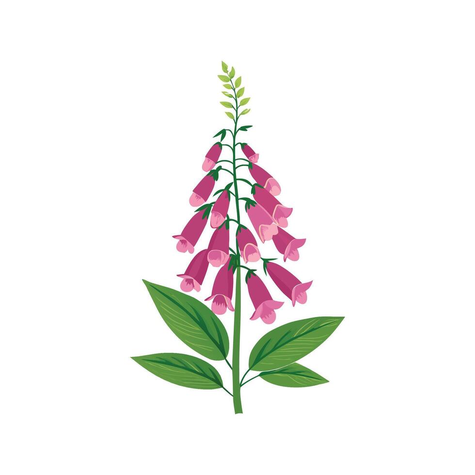 Charming Foxglove Digitalis for Colorful Decor vector