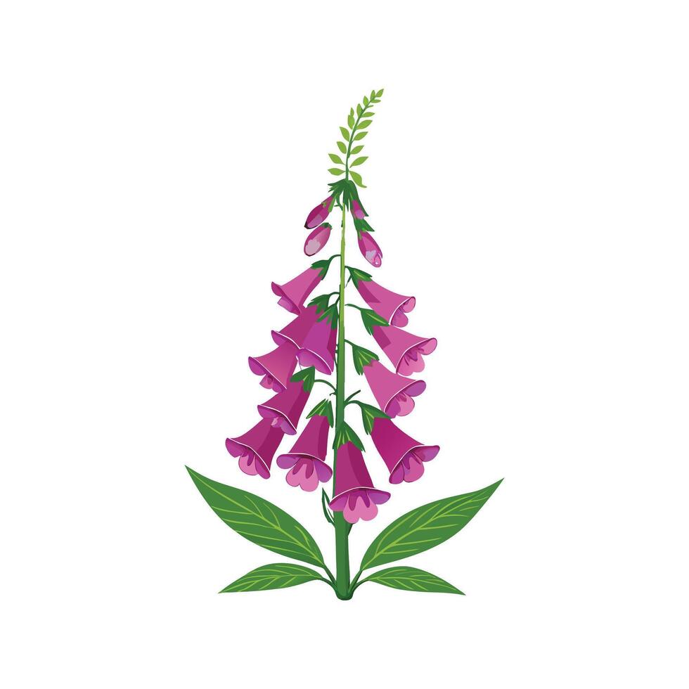 Vibrant Foxglove Digitalis for Lush Interiors vector