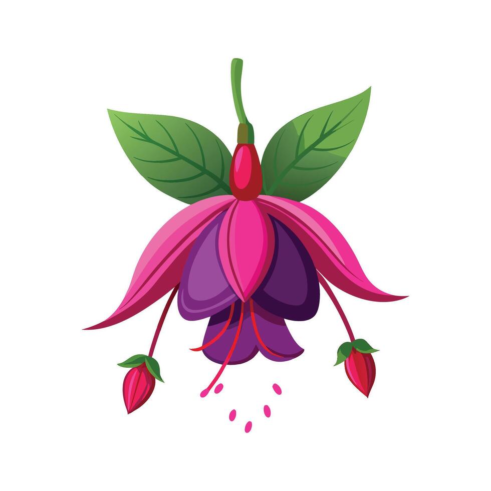 Beautiful Fuchsia Plant Design vector