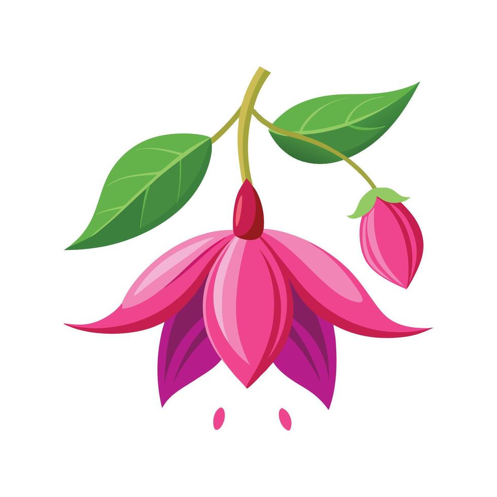 Charming Fuchsia Plant Illustration vector