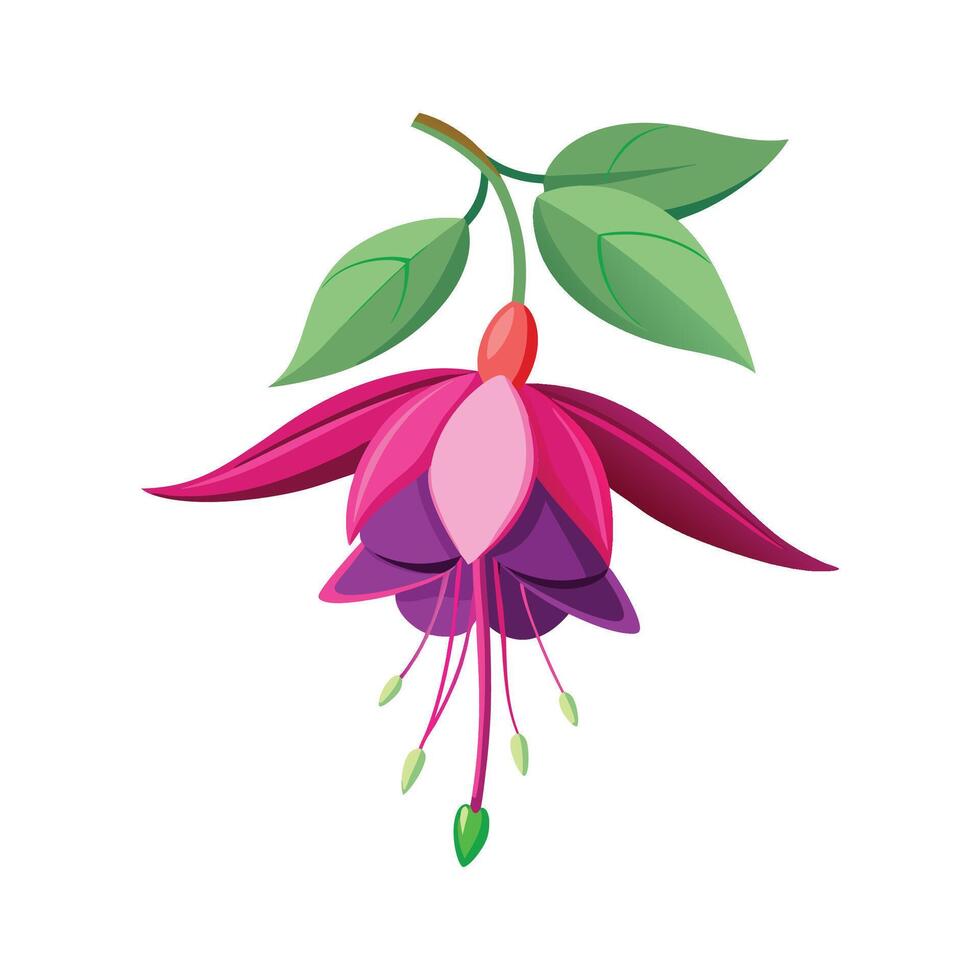 Vibrant Fuchsia Flower Plant vector