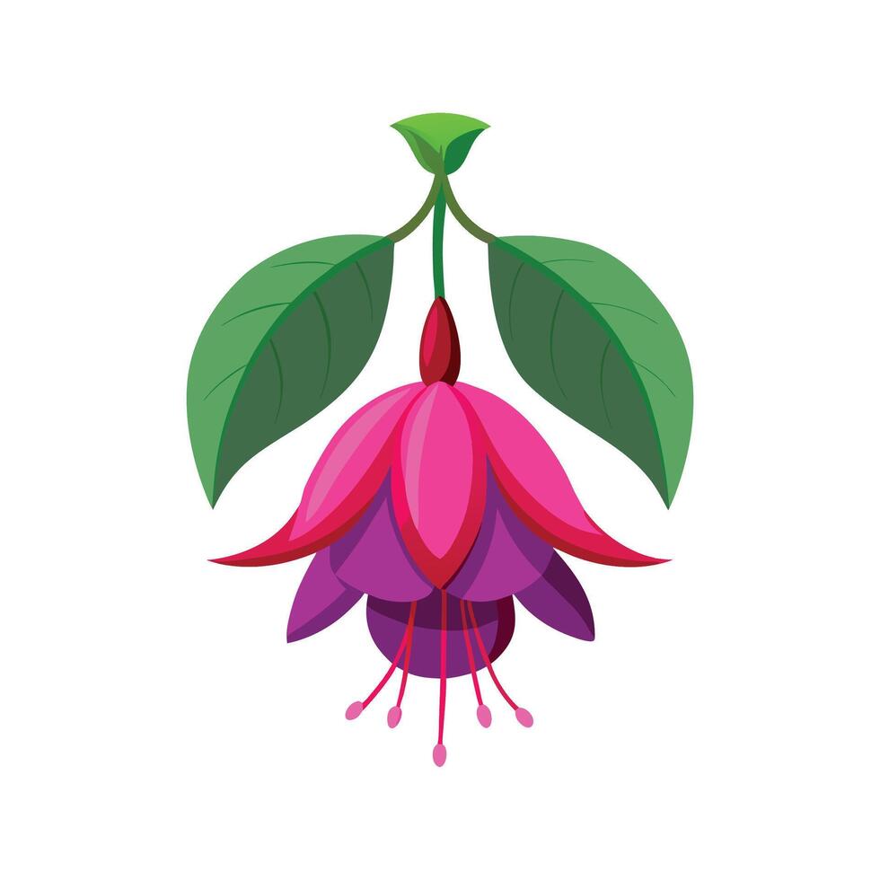 Stylish Fuchsia Plant Design vector