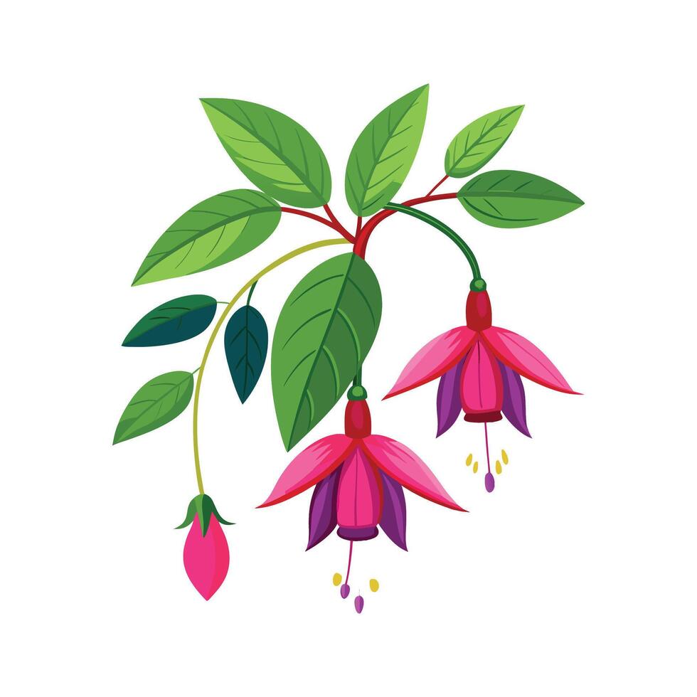 Vibrant Magellanica Fuchsia Plant vector