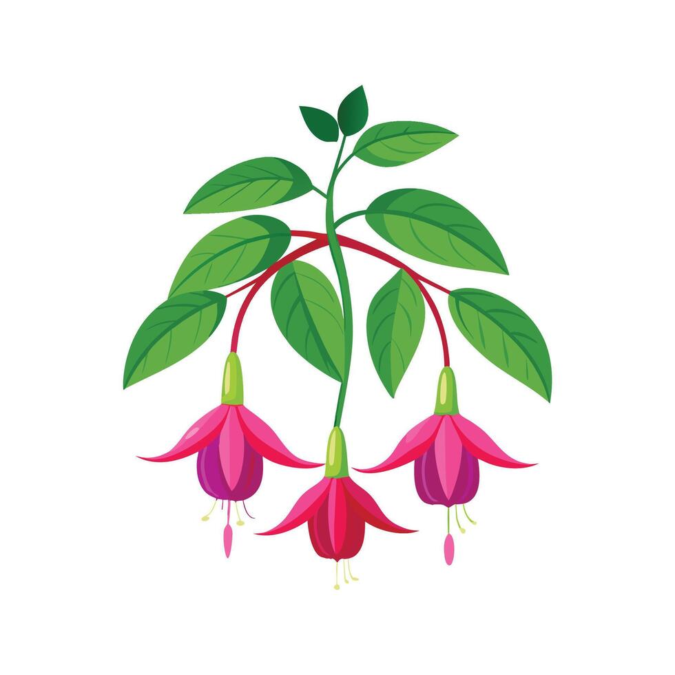 Charming Magellanica Fuchsia Plant vector
