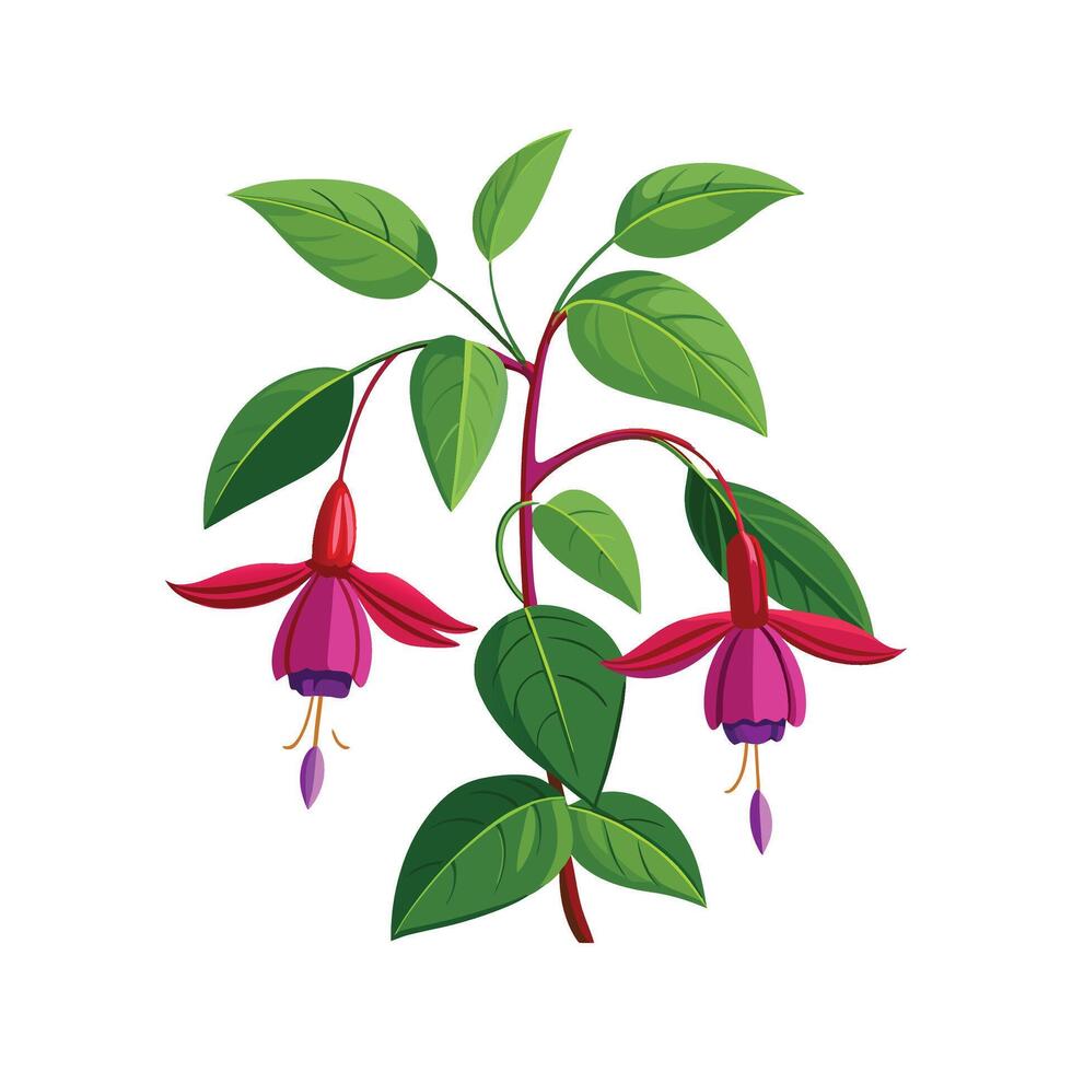 Lush Magellanica Fuchsia Artwork vector