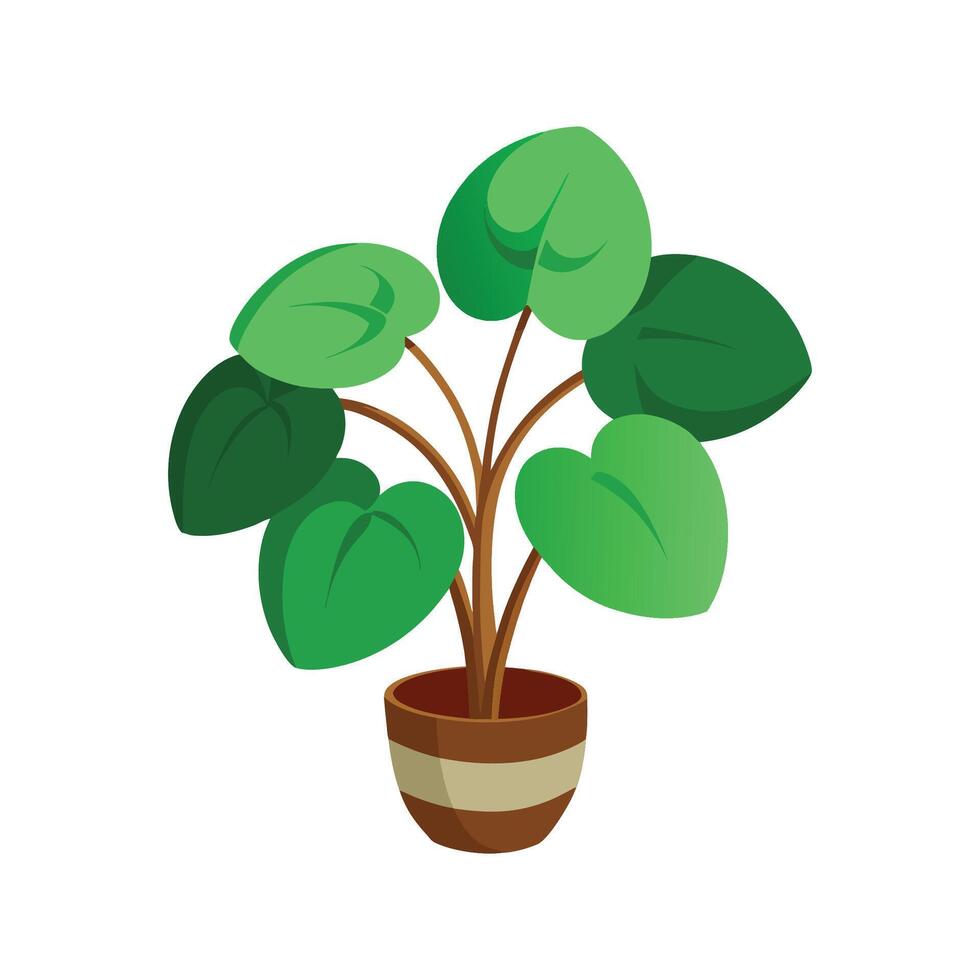 Lush Fuzzy Pilea Plant vector