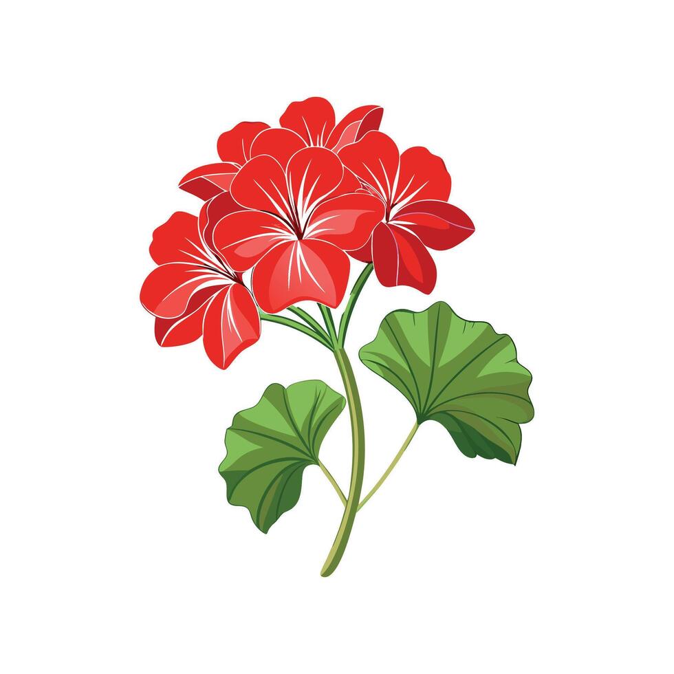 Vibrant Geranium Floral Design vector
