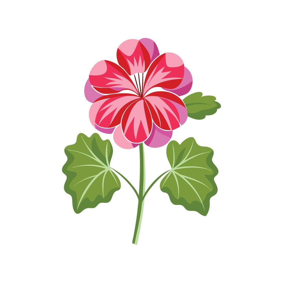 Radiant Geranium Flower Illustration vector