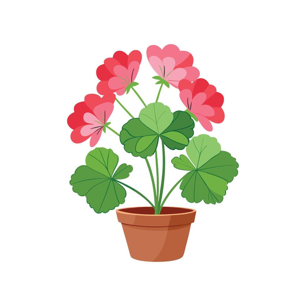 Colorful Pelargonium Geranium Flower vector