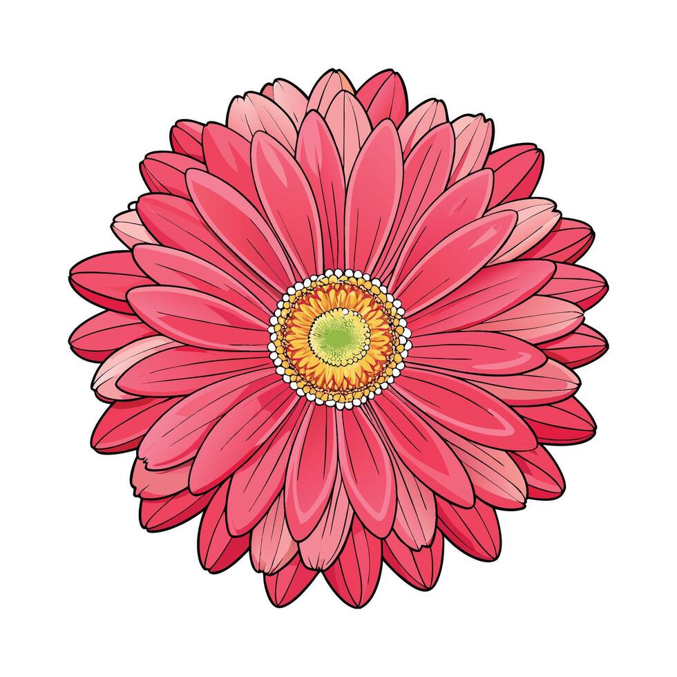 Charming Gerbera Daisy Flower Artwork vector