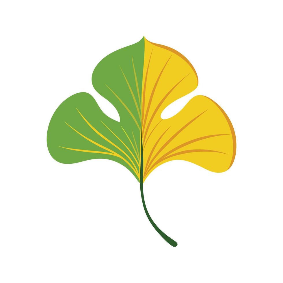 Elegant Ginkgo Biloba Plant Art vector