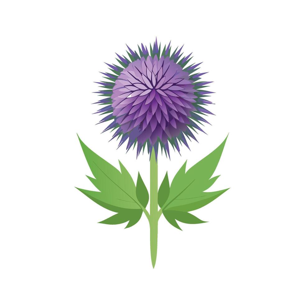 Beautiful Globe Thistle Flower Illustration vector