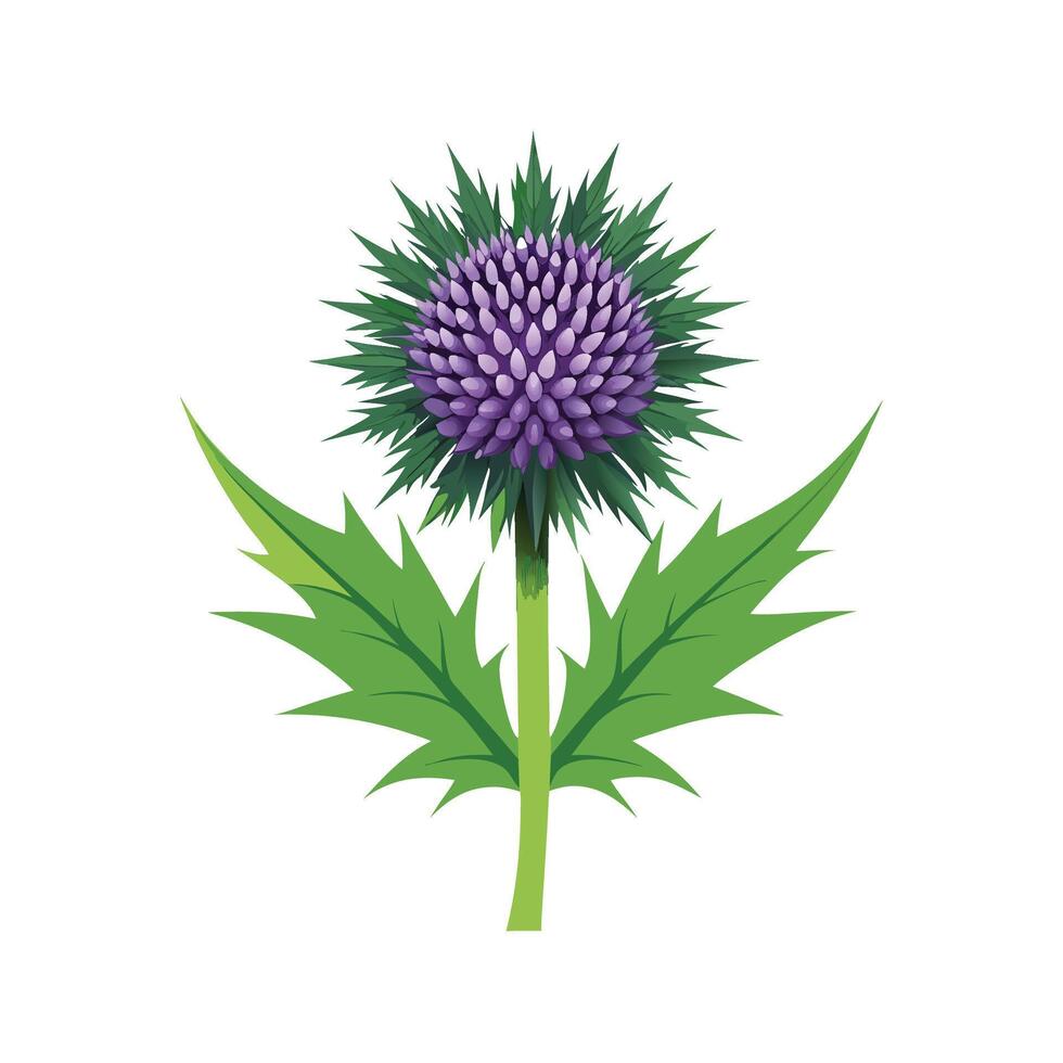 Stunning Globe Thistle Floral Art vector