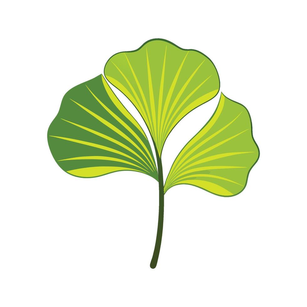 Charming Ginkgo Biloba Plant Design vector