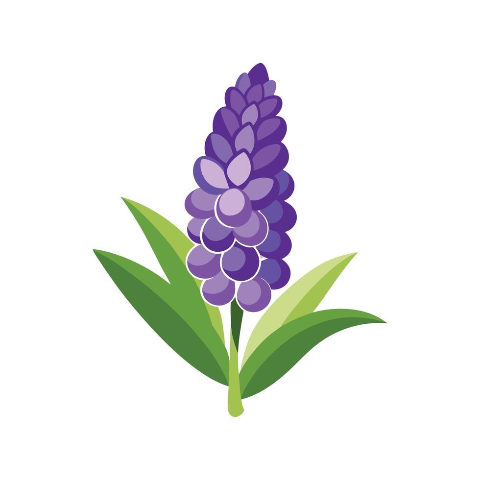 Stunning Grape Hyacinth Flower Design vector