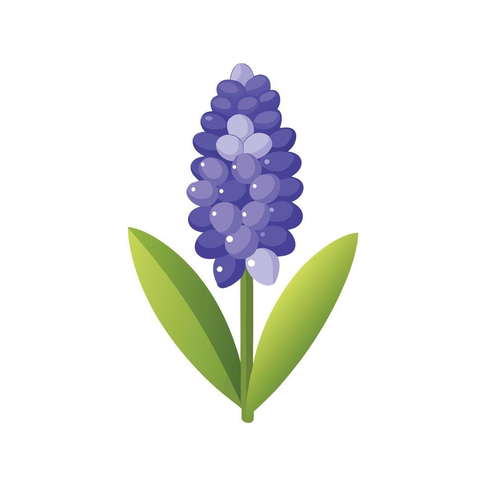 Charming Grape Hyacinth Artwork vector