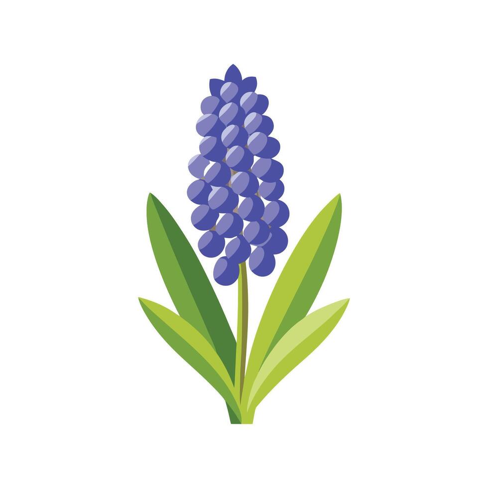 Unique Grape Hyacinth Muscari Artwork vector