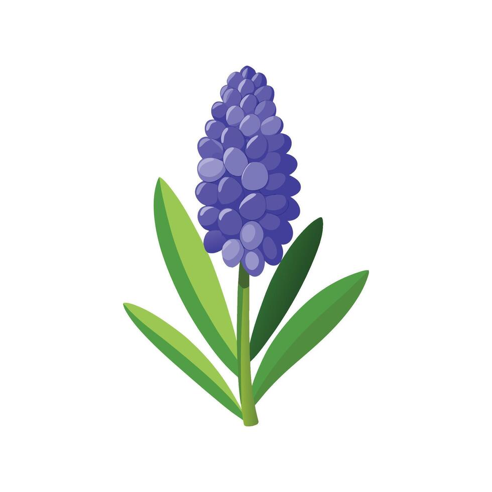 Elegant Grape Hyacinth Muscari Flower vector