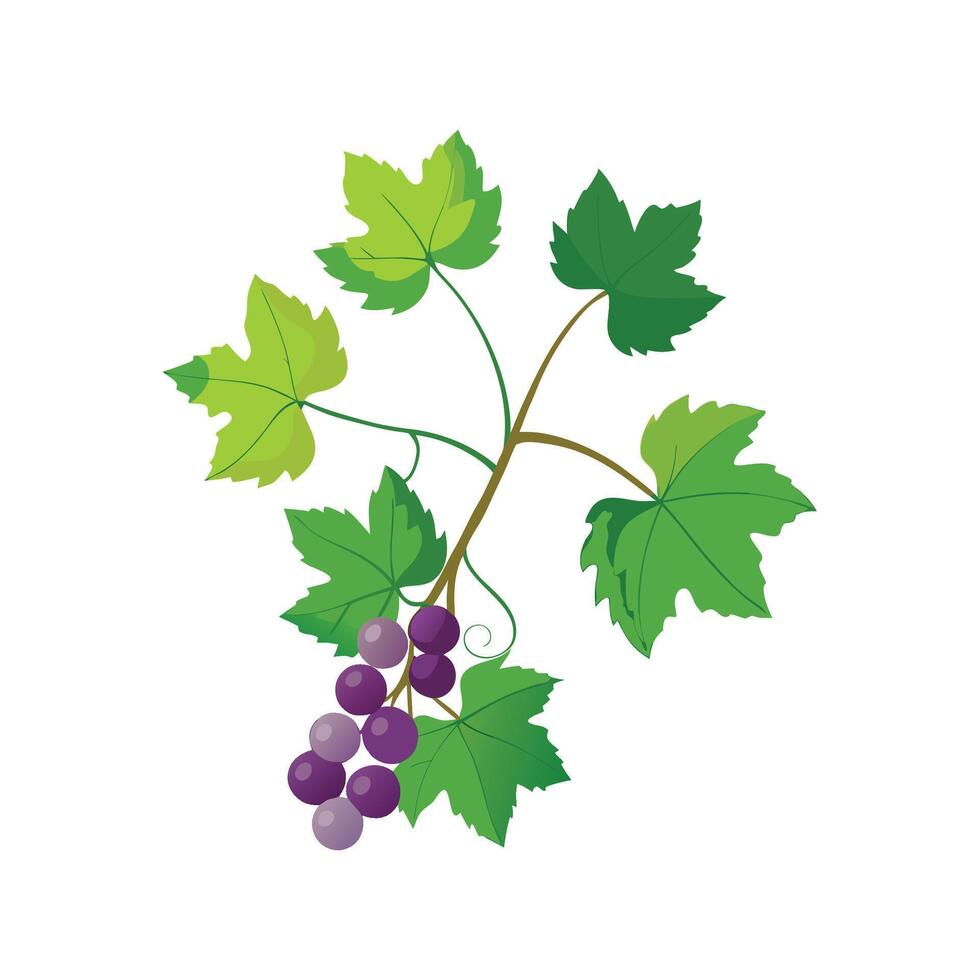 Lovely Grape Ivy Plant Design vector