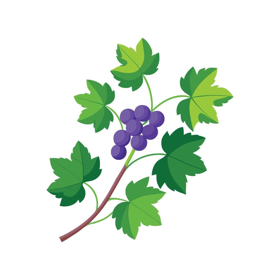 Unique Grape Ivy Plant Design vector
