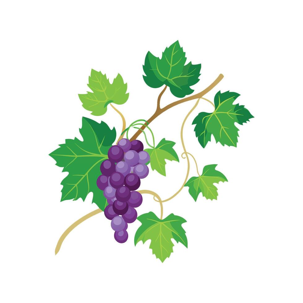 Vibrant Grape Ivy Flower Design vector