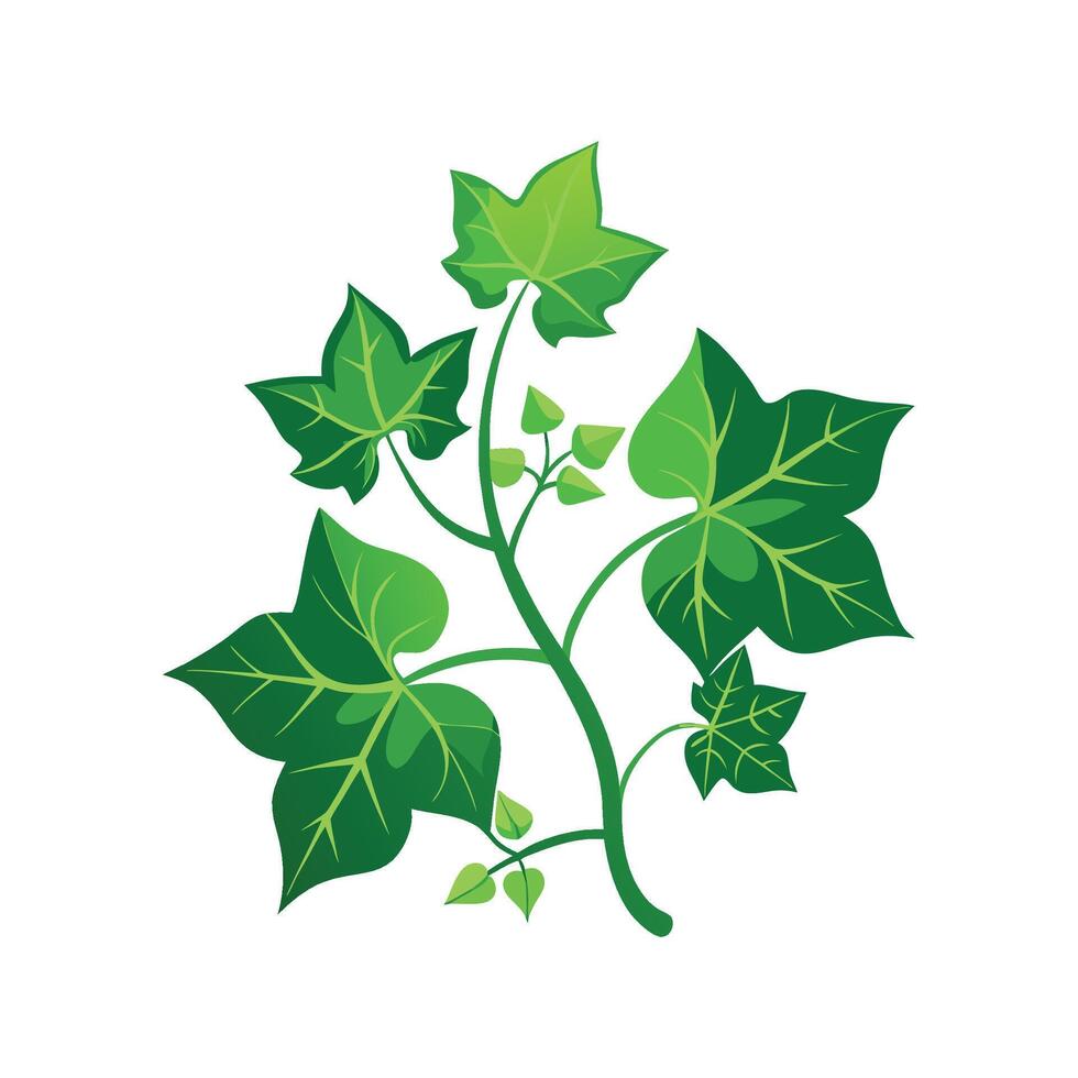 Lovely Grape Ivy Plant Artwork vector