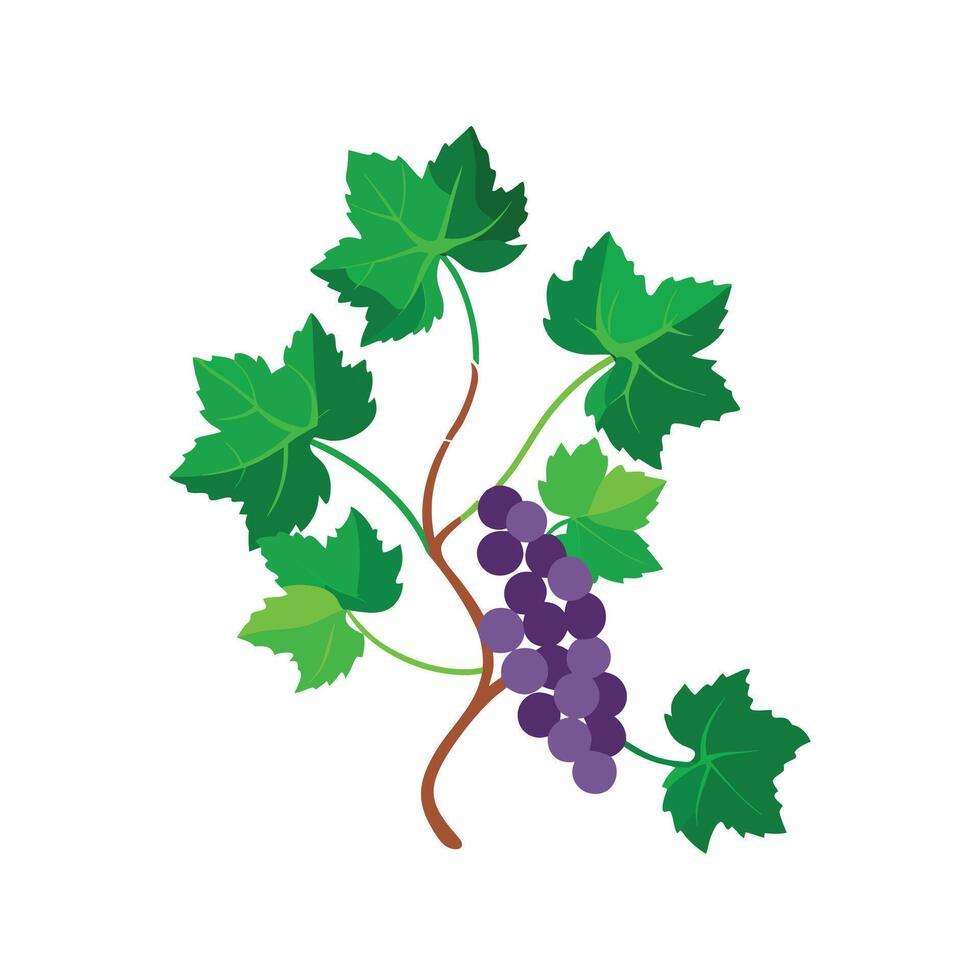 Charming Grape Ivy Plant Art vector