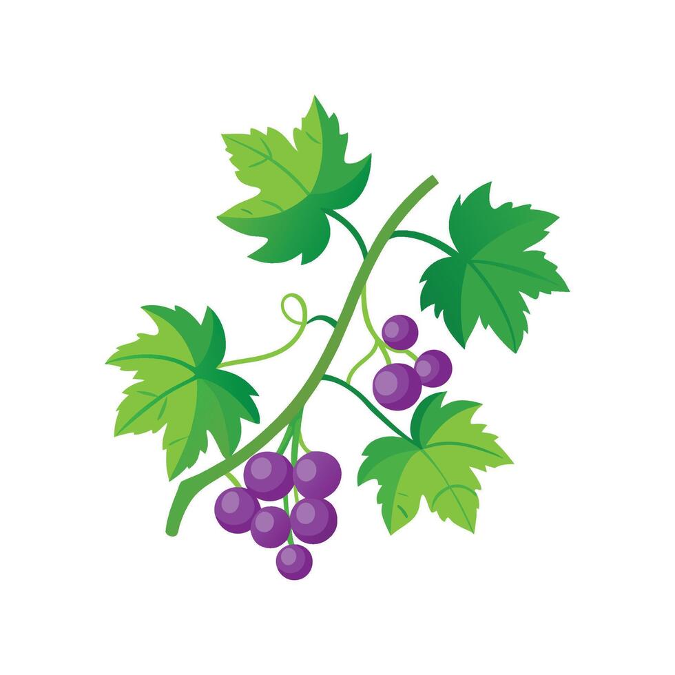 Nutritious Grape Ivy for Indoor Gardens vector