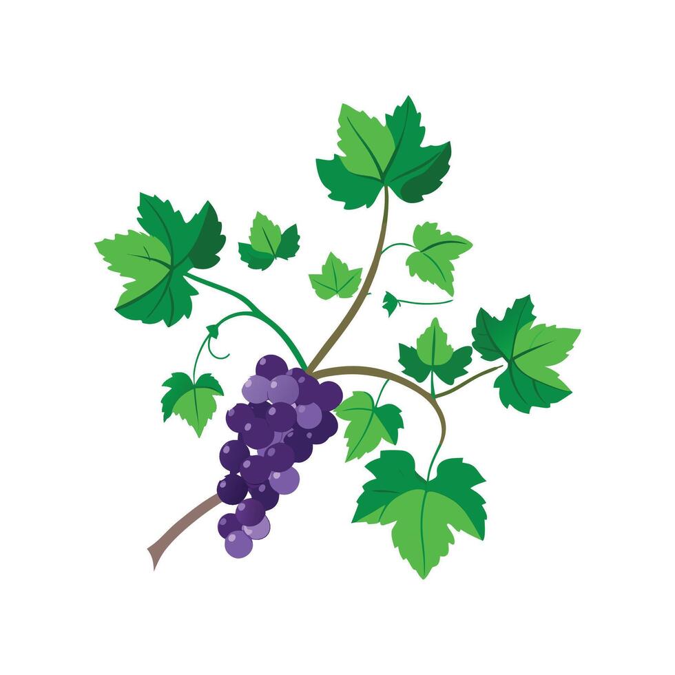 Beautiful Grape Ivy Artwork vector