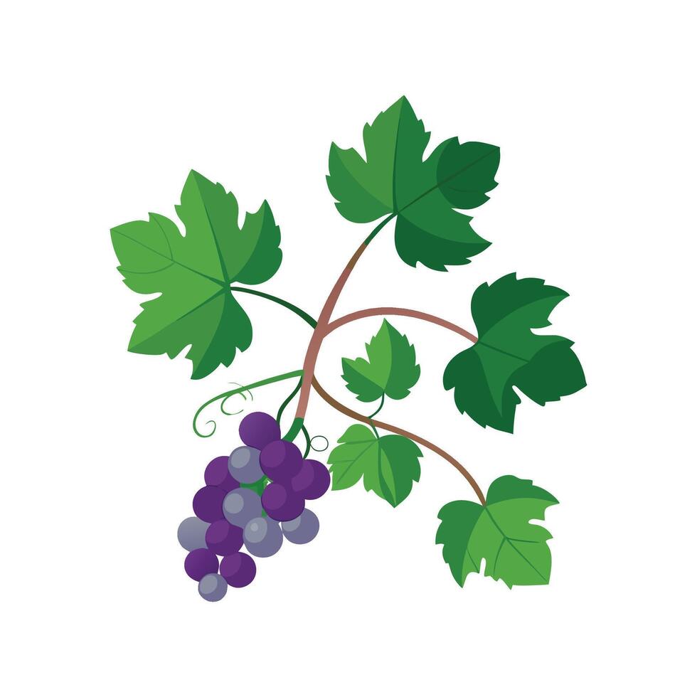 Elegant Grape Ivy for Lush Interiors vector