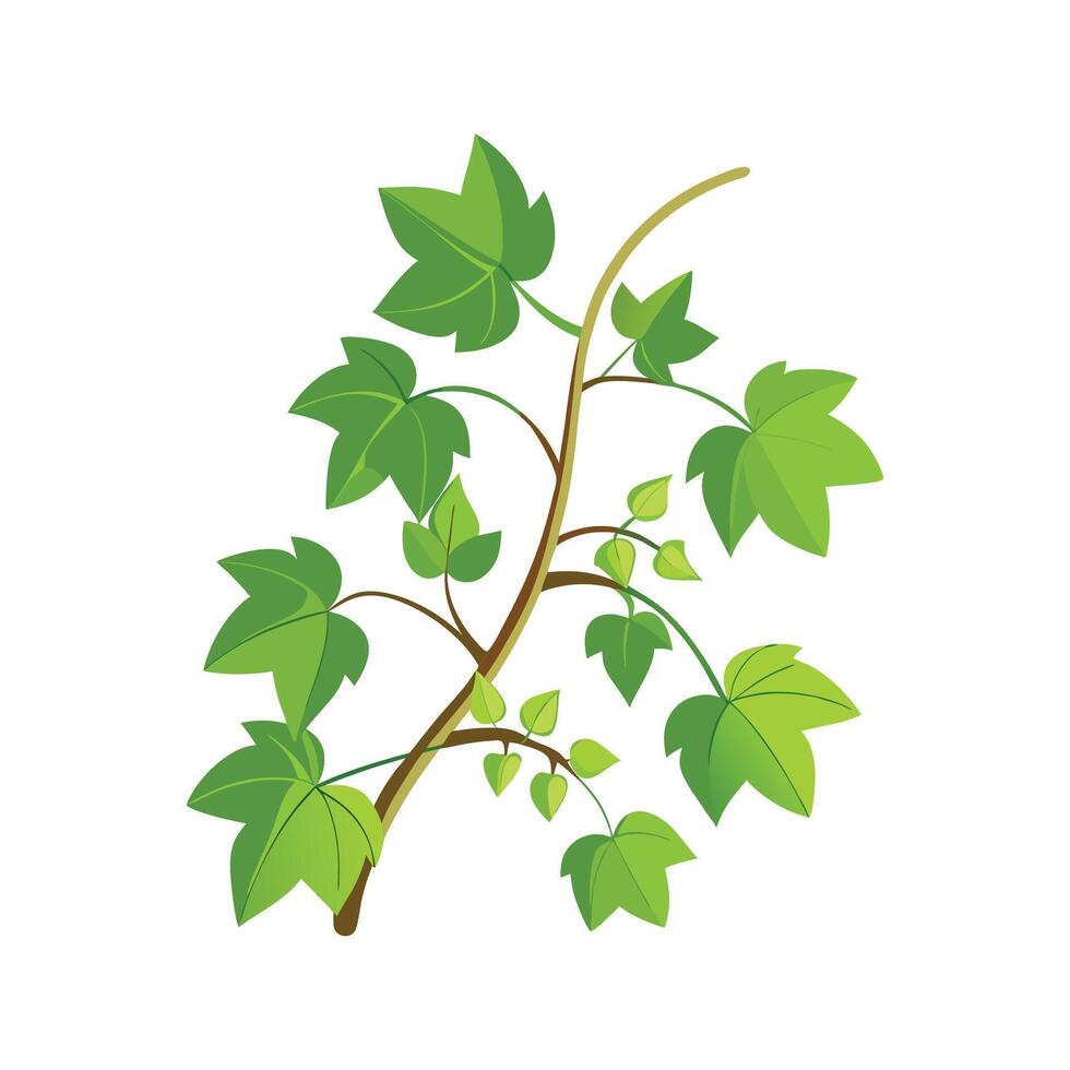 Unique Grape Ivy Cissus Artwork vector