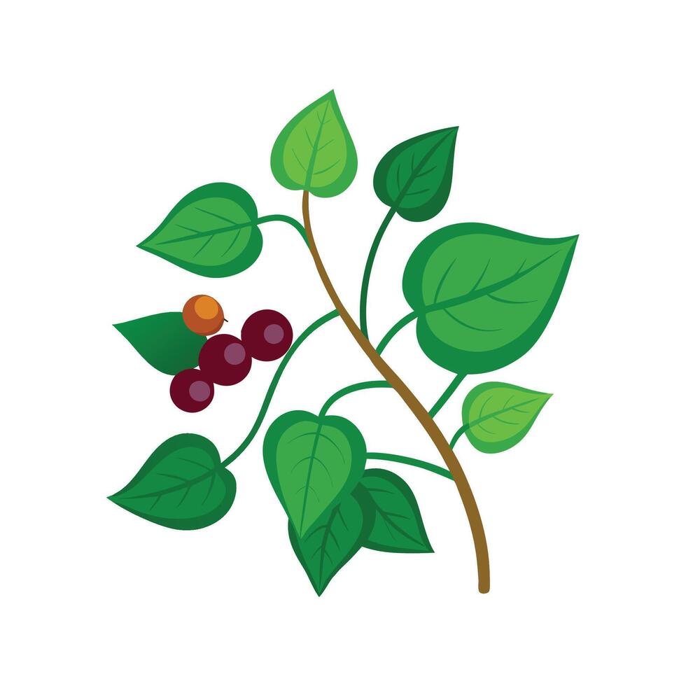 Charming Grape Ivy Cissus Design vector