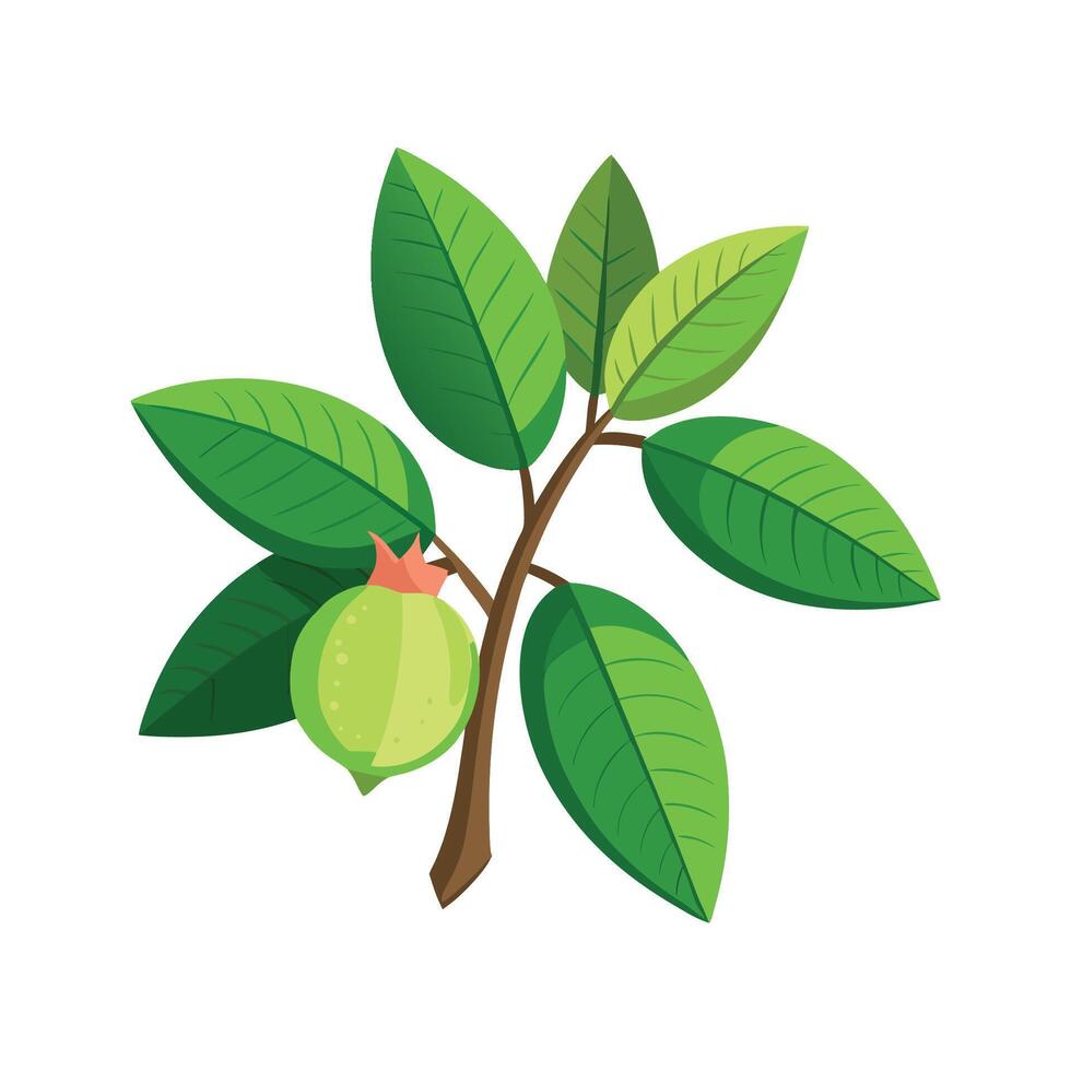 Stunning Guava Plant Psidium Artwork vector