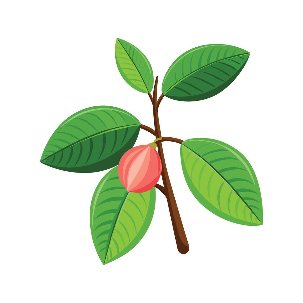 Charming Guava Plant Psidium Design vector