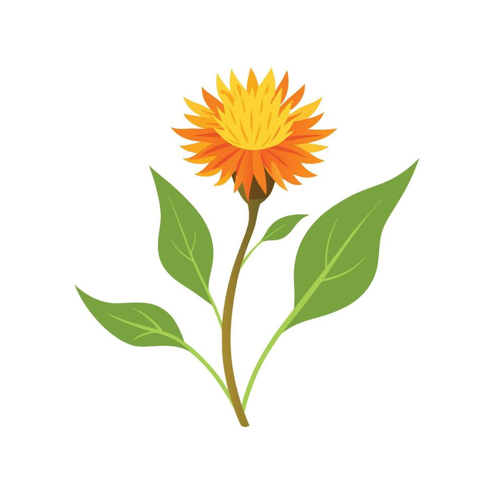 Elegant Hawkweed Plant Design vector