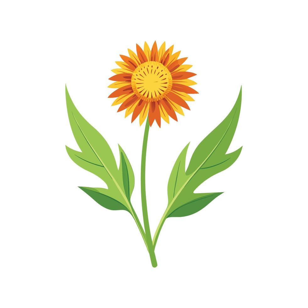 Charming Hawkweed Plant Artwork vector