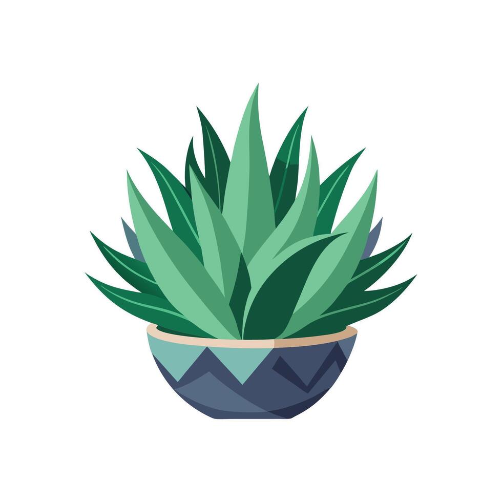 Beautiful Haworthia Attenuata Illustration vector