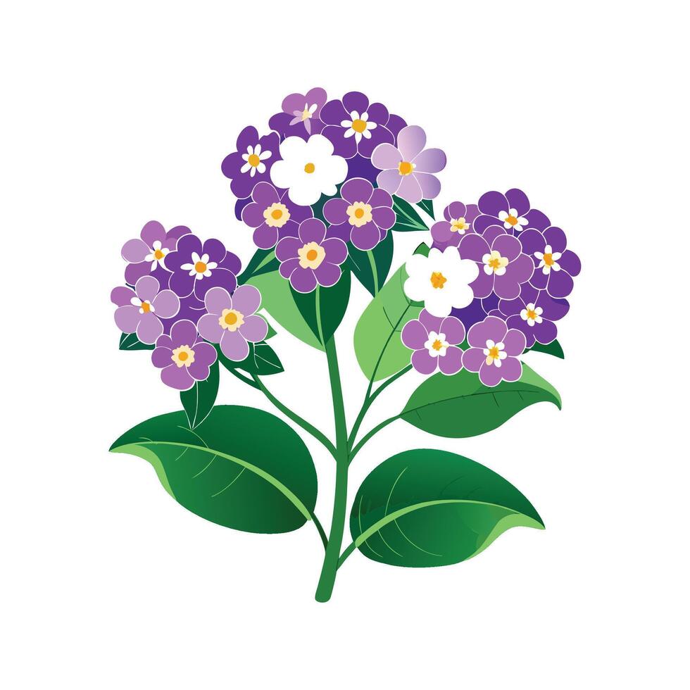 Beautiful Heliotrope Flower Illustration vector