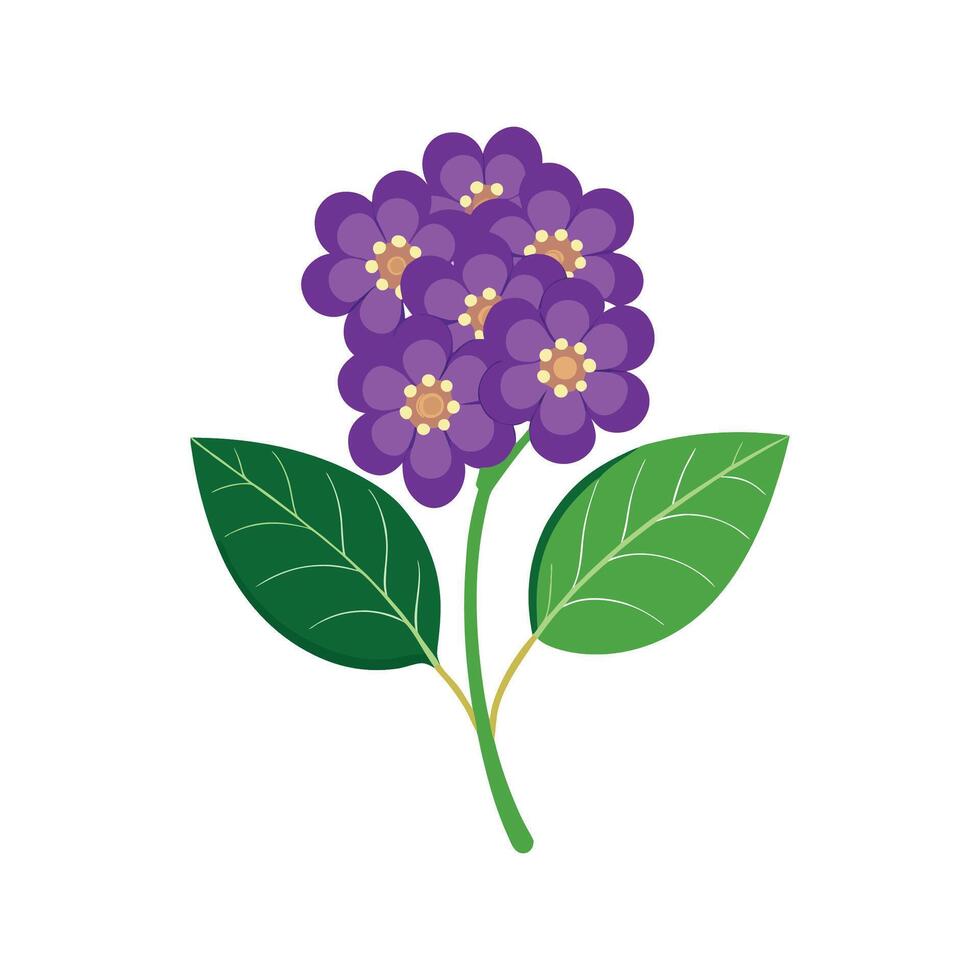 Charming Heliotrope Heliotropium Illustration vector
