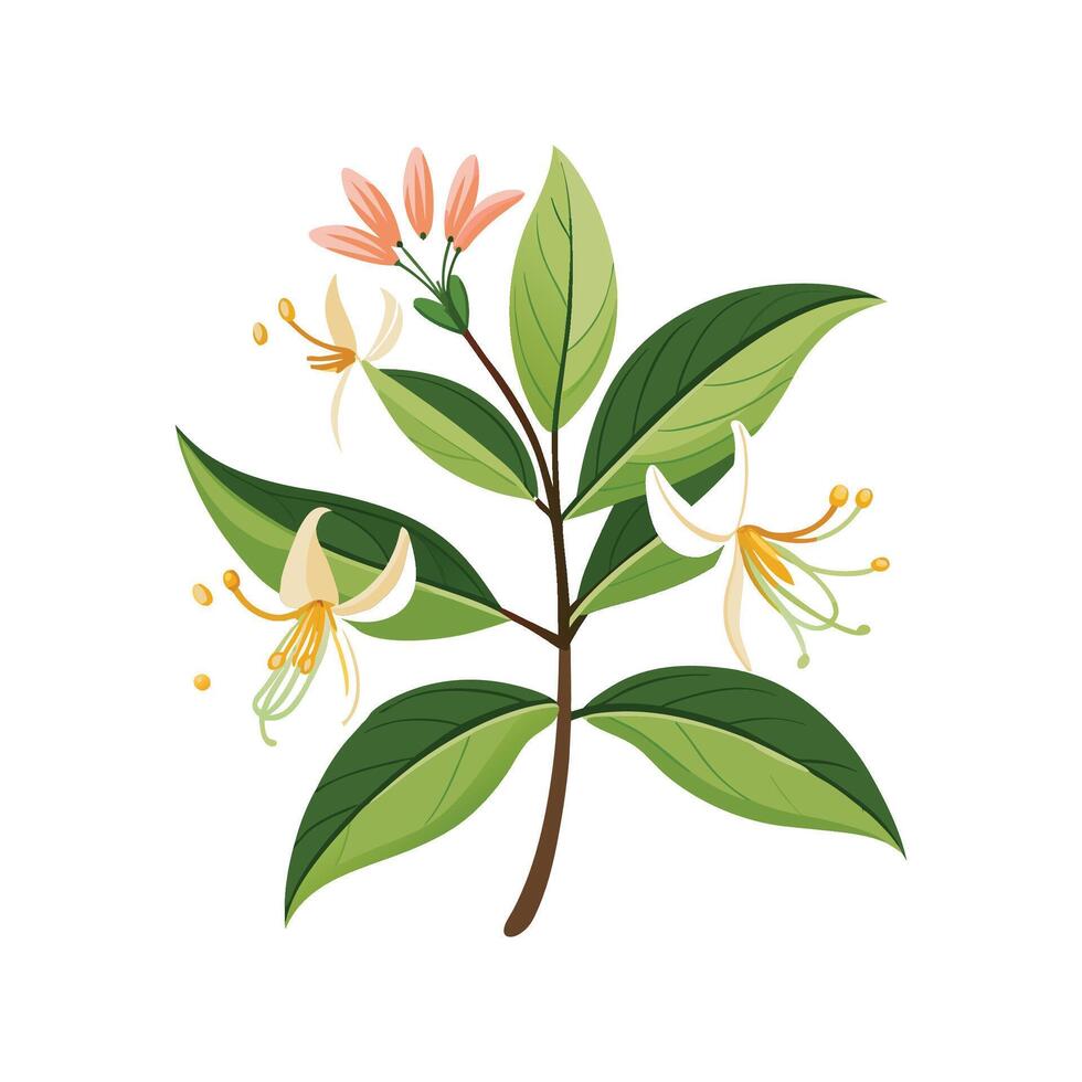 Charming Honeysuckle Lonicera Artwork vector