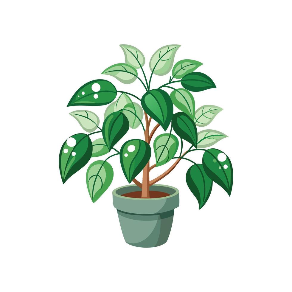 Charming Hoya Linearis Design vector