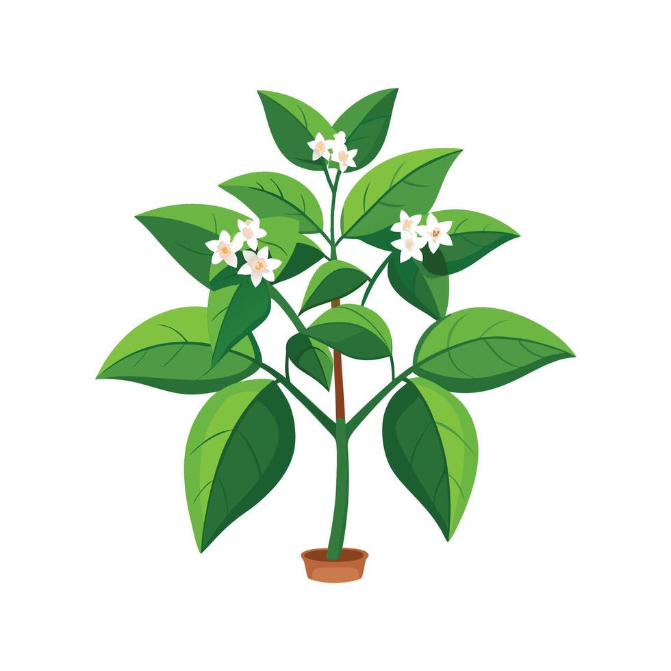 Beautiful Hoya Obovata Illustration vector